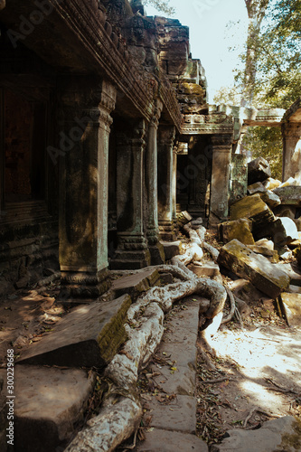 Trees grow through stones in Angkor Wat Temple in Cambodia