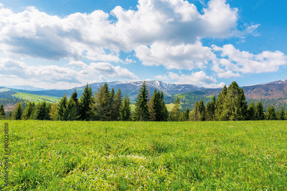 spruce forest on the grassy meadow with tiny flowers in mountains. great transcarpathian springtime nature scenery on a sunny day. borzhava ridge with snow capped top in the distance. blue sky with fl spruce forest on the grassy meadow with tiny flowers in mountains. great transcarpathian springtime nature scenery on a sunny day. borzhava ridge with snow capped top in the distance. blue sky with fl