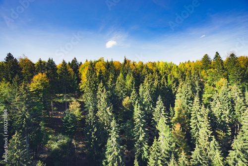 Black Forest tree top view in autumn with blue sky