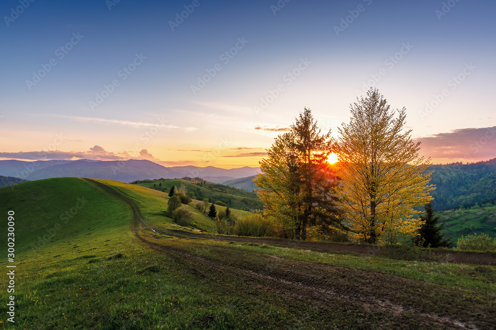 carpathian countryside at sunset in springtime. beautiful rural scenery with tree by the road. dirt pathway along the grassy rolling hills. distant ridge beneath a sky with clouds glowing before dusk