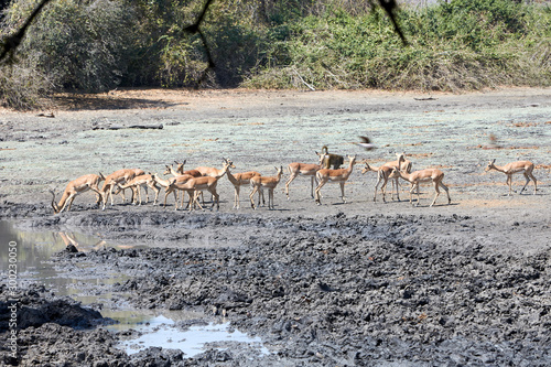 Impala in Mana Pools National Park  Zimbabwe