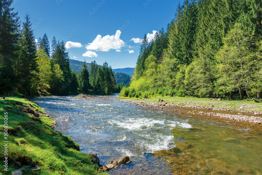 landscape with mountain river among spruce forest. beautiful sunny morning  in springtime. grassy river bank and