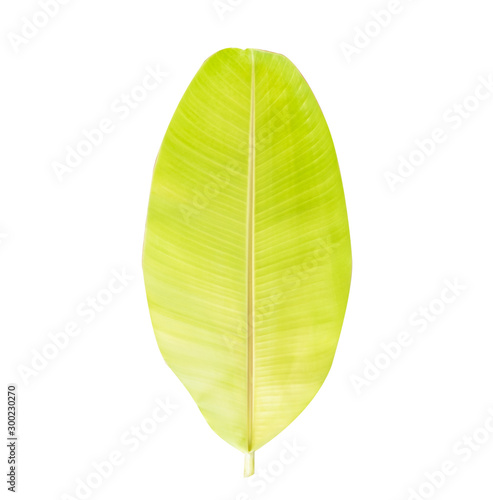 Banana green leaves in isolated white background Clipping path