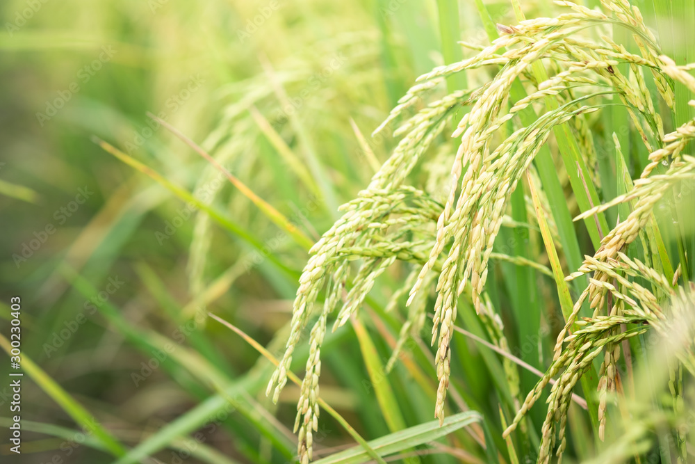 Rice in field conversion test at North Thailand,rice growth nature,Grain green color and copy space Rice in field conversion test at North Thailand,rice growth nature,Grain green color and copy space