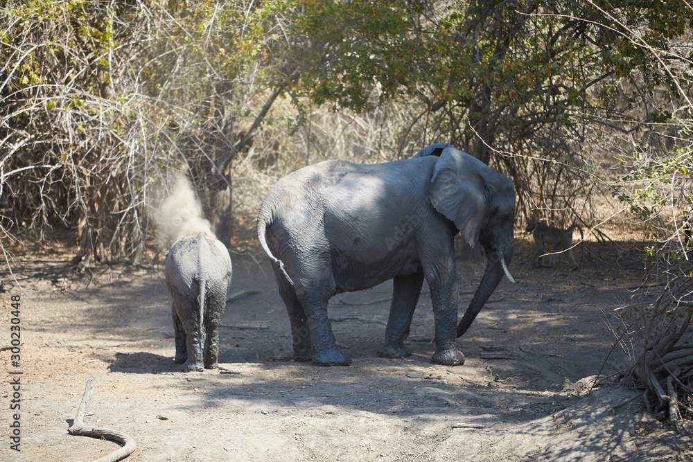 Fototapeta premium Elephants in Mana Polls National Park, Zimbabwe
