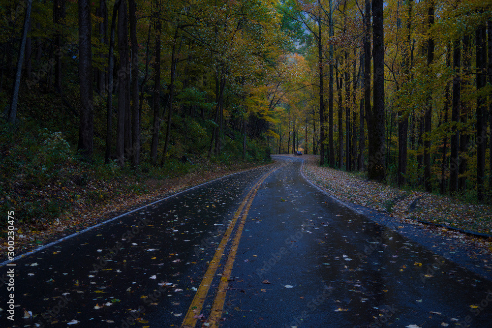 Obraz premium road in forest