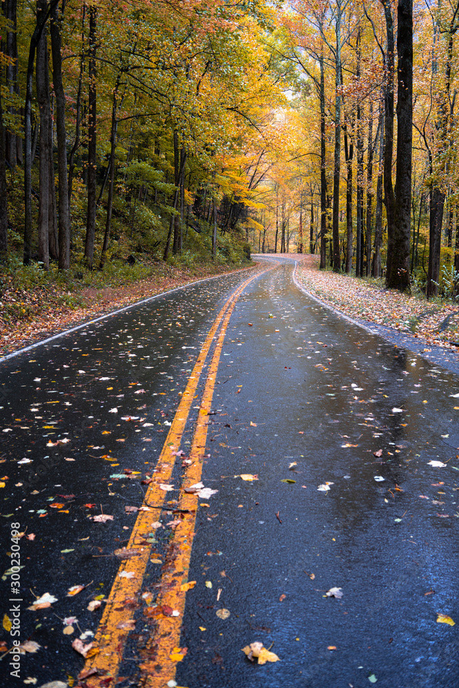 Obraz premium road in forest