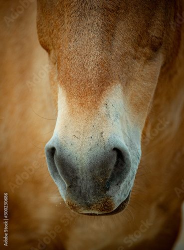 Head of rare Przewalski's horse