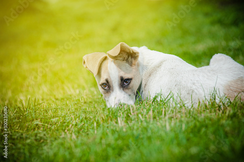 Cute mixed breed pup laying...