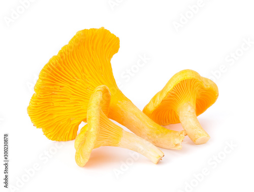 Yellow Chanterelle Isolated on White Background Close-Up