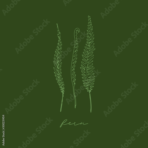 Vector illustration of hand drawn graceful fern leaves. Ink drawing, beautiful floral design elements. Line illustration on dark green background