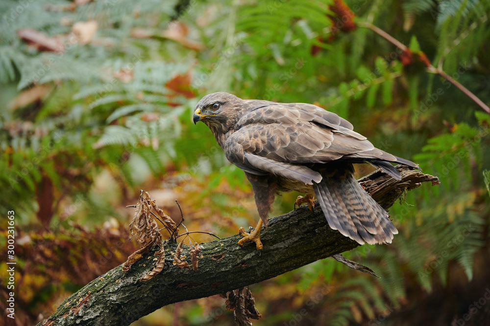 Obraz premium Beautiful buzzard (Buteo buteo)