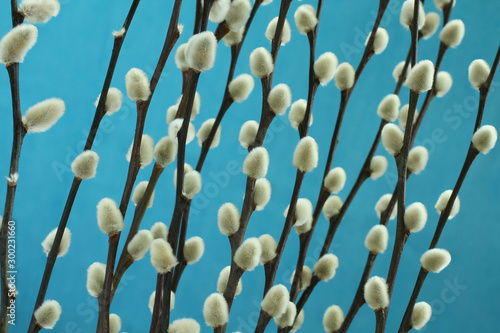 Expanded buds on pussy willow against cyan background