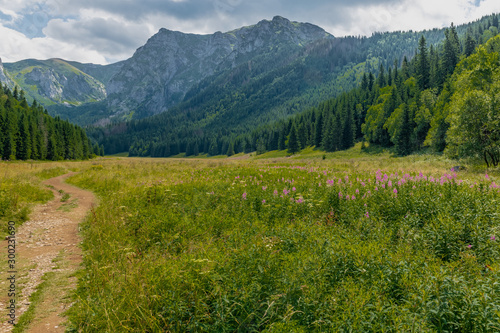 Little Meadow Valley (Dolina Małej Łąki) in Tatra Mountains.