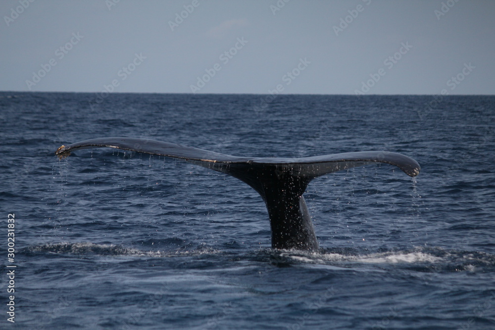 Fototapeta premium ザトウクジラの尻尾 潜水前の行動 3月の沖縄で撮影 The tale of a Humpback Whale diving, Okinawa, Japan