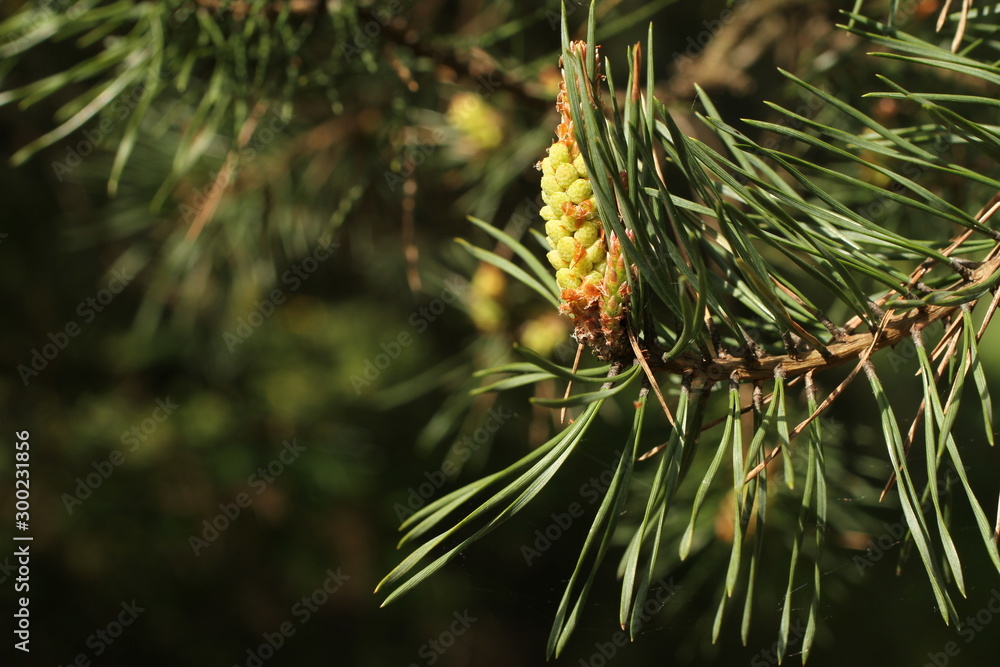 Swollen buds on a pine branch in the park Swollen buds on a pine branch in the park