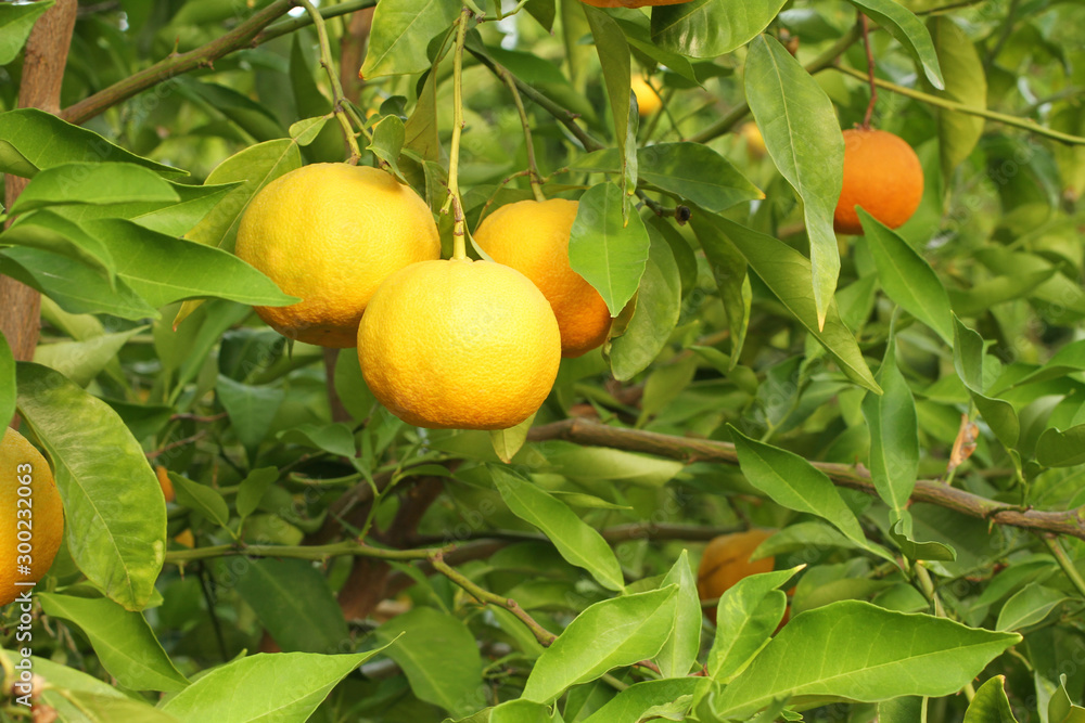 Ripe yellow fruits on Yuzu - Japanese lemon bush. Closeup