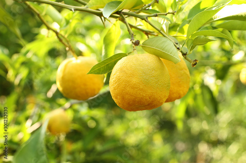 Ripe yellow fruits on Yuzu - Japanese lemon bush. Closeup