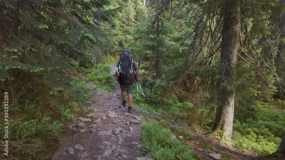 White male hiking on trail up peaceful lush high elevation green forest with sun flares tracking shot from behind White male hiking on trail up peaceful lush high elevation green forest with sun flares tracking shot from behind