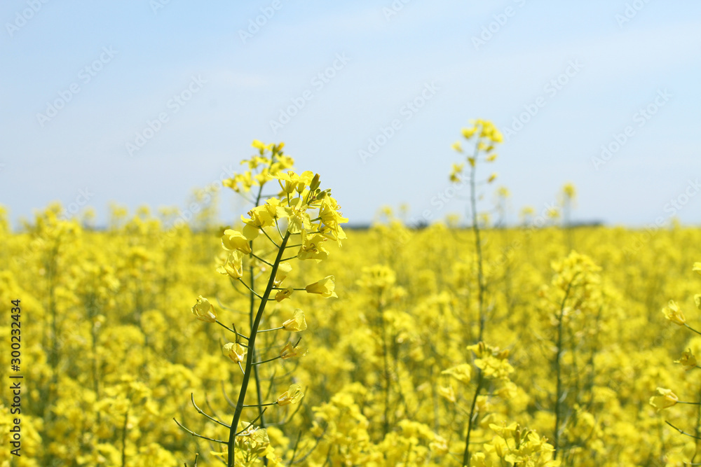 Obraz premium Rapeseed field with bright blue sky at the springtime
