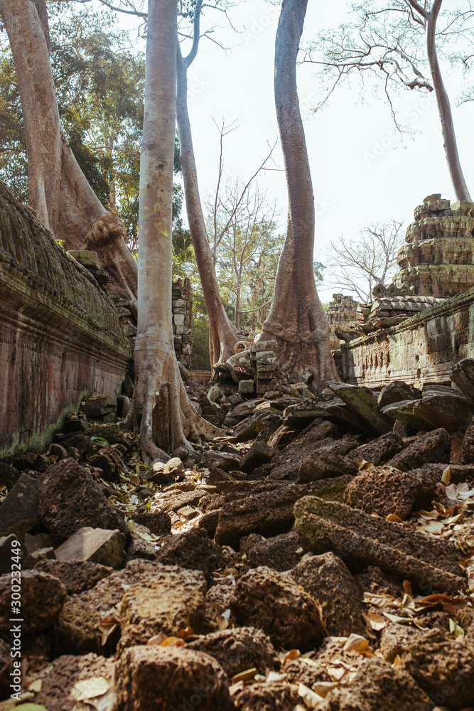 Obraz premium Trees grow through stones in Angkor Wat Temple in Cambodia