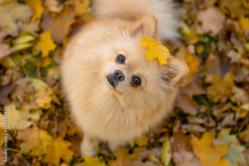 Red Pomeranian German Spitz sits in autumn foliage with a small maple leaf in full view, looking at the camera. Top view, autumn card - obrazy, fototapety, plakaty 