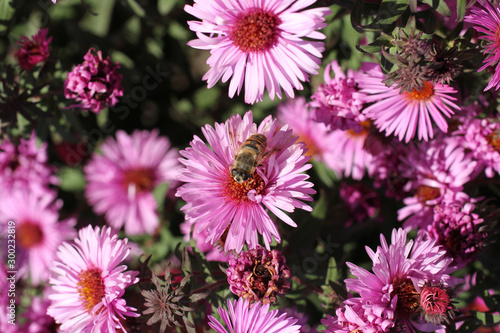 Bee on perennial Aster flower on a sunny day