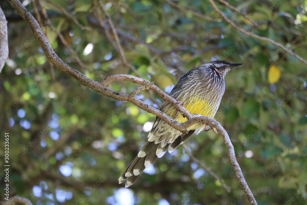 Fototapeta premium Red-rotted honeyeater Anthochaera carunculata in Fremantle, Western Australia
