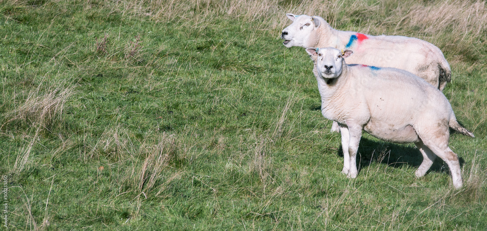Fototapeta premium Two adult female sheep on a green grass - Scotland