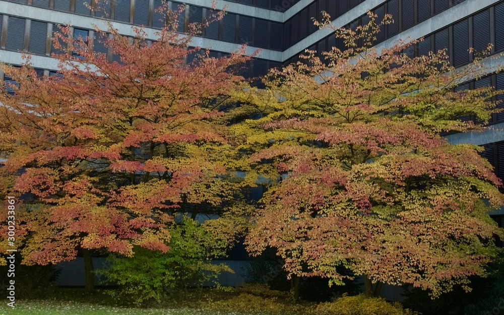 Naklejka premium autumn colored trees in front of modern building