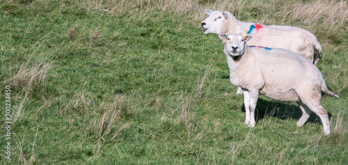 Fototapeta Naklejka Na Ścianę i Meble -  Two adult female sheep on a green grass - Scotland