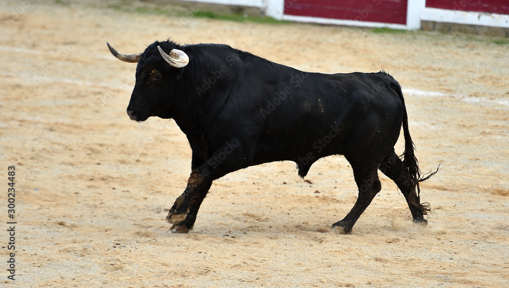 toro bravo español toro bravo español