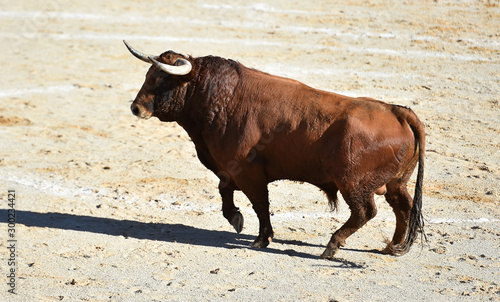 toro español en una plaza de toros en un espectaculo tradicional