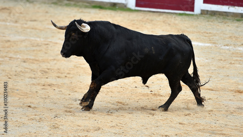 toro bravo español