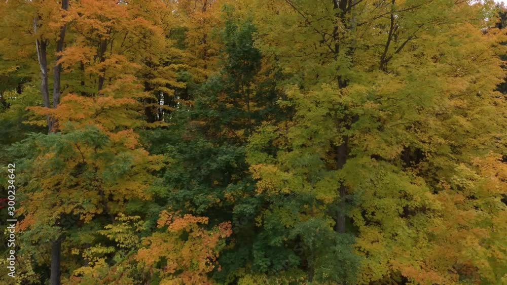 Forest in fall seen at perfect timing with different shades of colours Forest in fall seen at perfect timing with different shades of colours