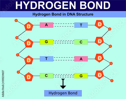 Hydrogen Bond in DNA Structure. Hydrogen Bond. Structure of DNA