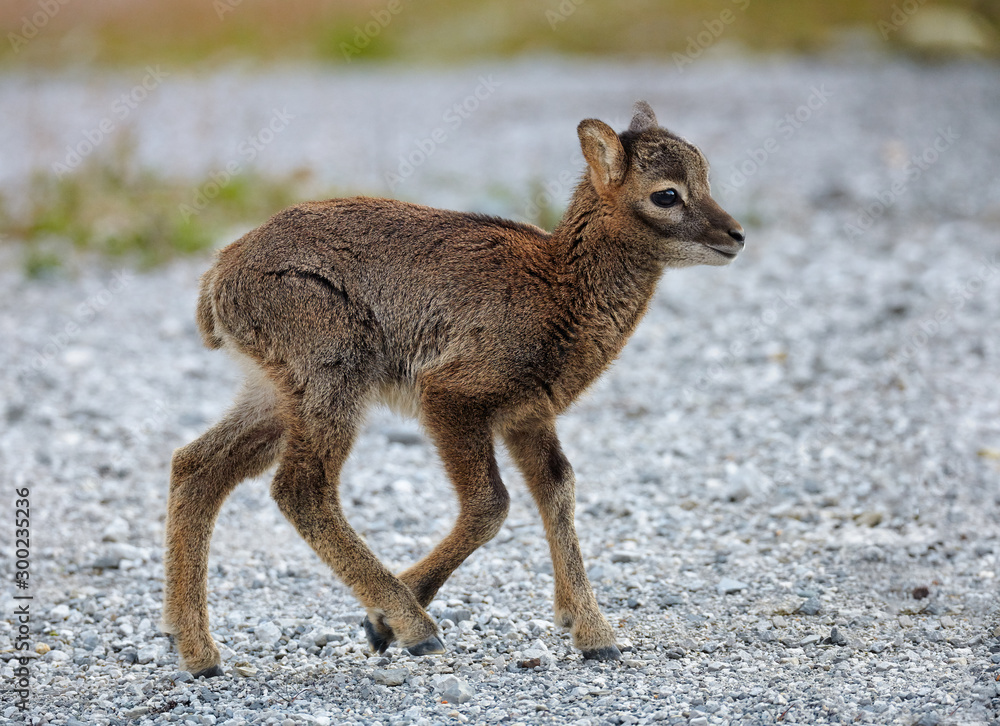 Fototapeta premium Little mouflon puppy.