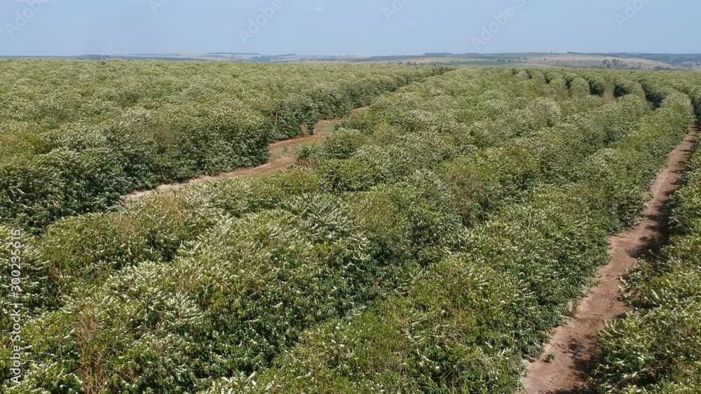 Aerial view of coffee tree blossom with white color flowers in Brazil Aerial view of coffee tree blossom with white color flowers in Brazil