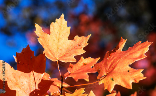 Vibrant Colored Fall Leaves In Sedona AZ