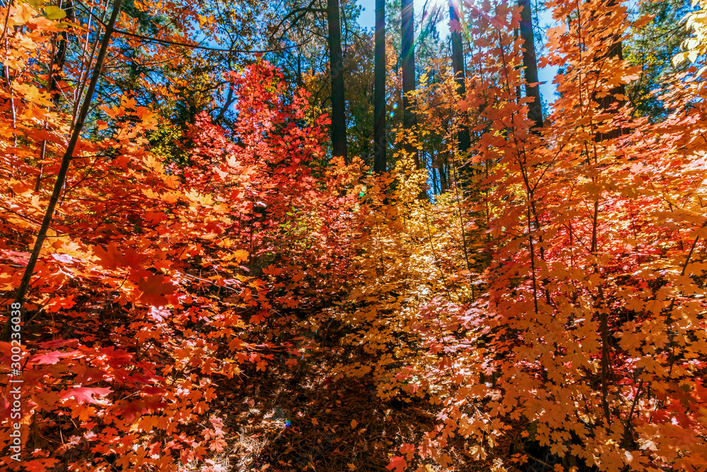 Fototapeta premium Brilliant Fall Foliage In Sedona Arizona 2019