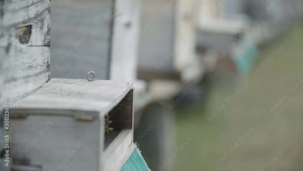 Bees flying in and out of a hive for commercial honey production Bees flying in and out of a hive for commercial honey production