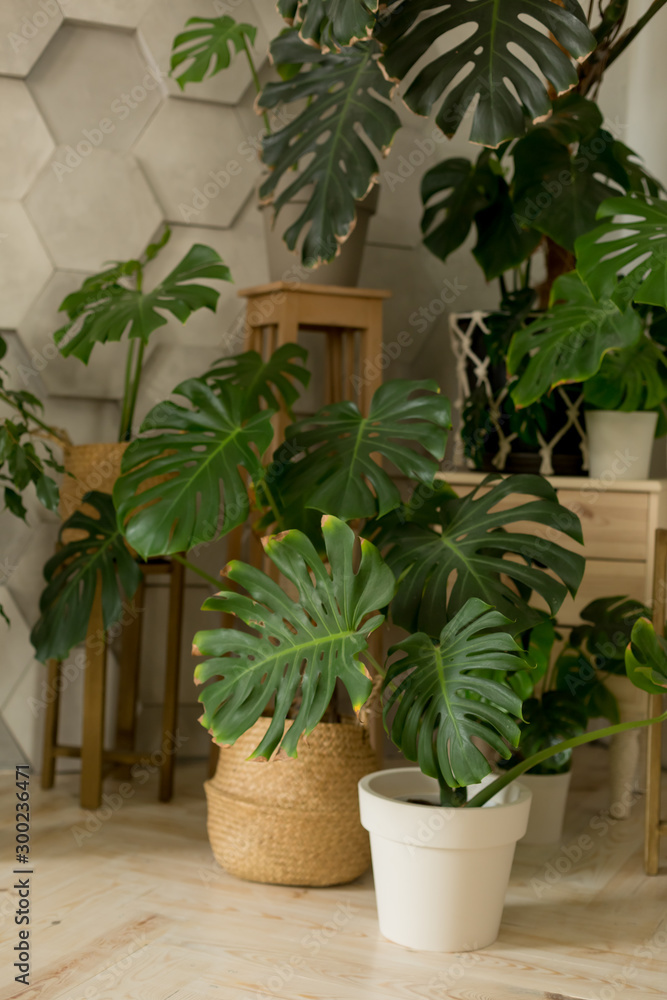 Fototapeta premium a flower in a pot. the interior of the room with flowers
