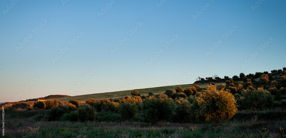 An olive grove view with a bleu sky in a summer sunset. Calm and relaxed landscape. Copy space.