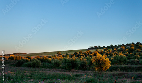 An olive grove view with a bleu sky in a summer sunset. Calm and relaxed landscape. Copy space.