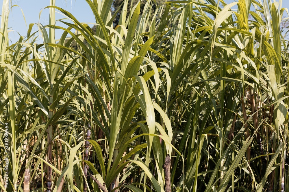 Obraz premium Leaves of Sugarcane, Saccharum officinarum