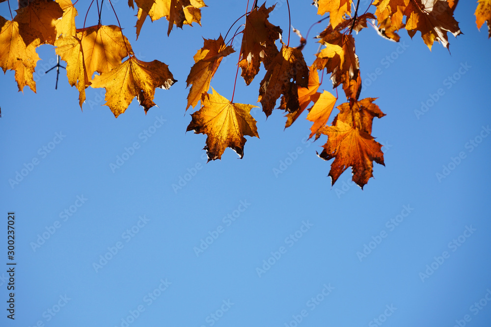 yellow autumn leaves and blue sky