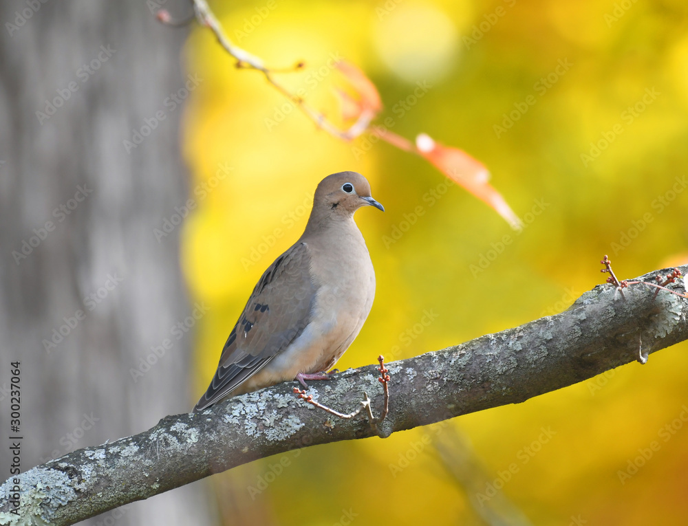Fototapeta premium morning dove standing on tree branch in autumn season