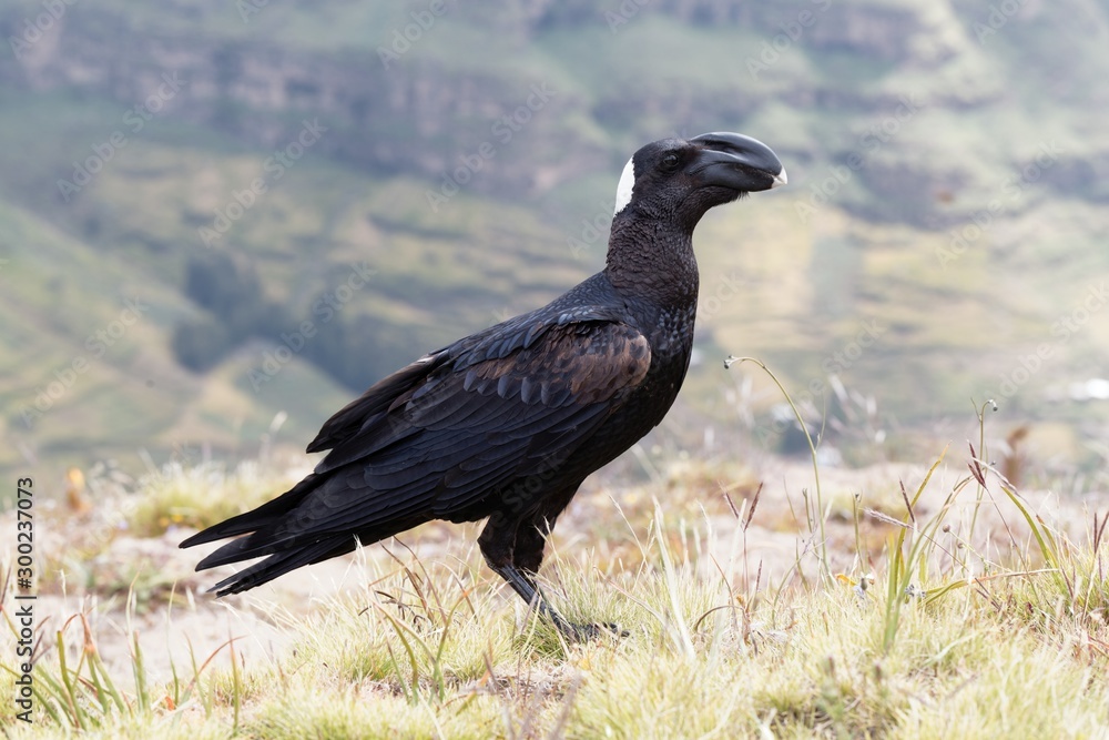 Thick billed raven, Corvus crassirostris, in Ethiopia. Thick billed raven, Corvus crassirostris, in Ethiopia.