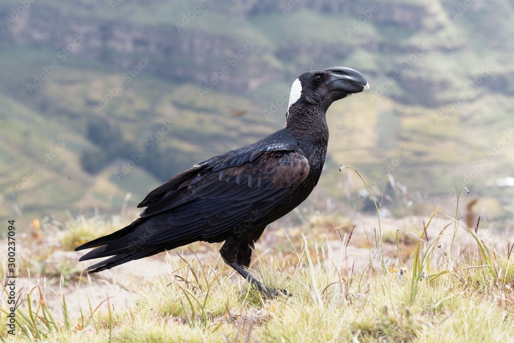 Thick billed raven, Corvus crassirostris, in Ethiopia. Thick billed raven, Corvus crassirostris, in Ethiopia.