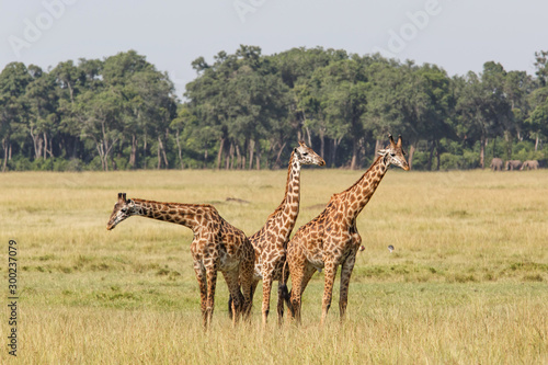 Giraffes in the Masai Mara Game Reserve in Kenya